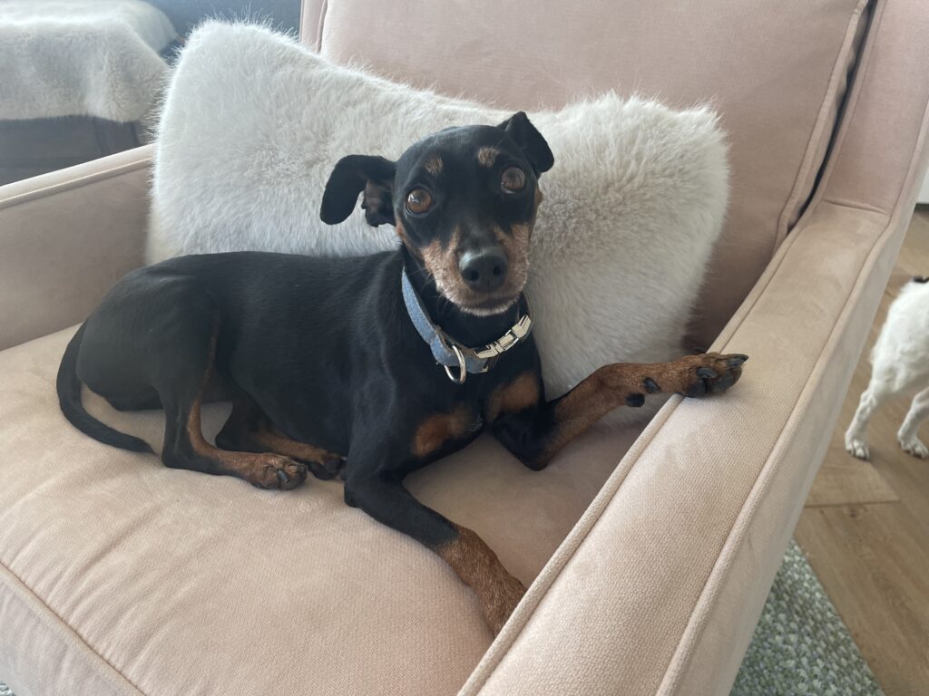 Miniature pinscher pup sitting on a comfy chair