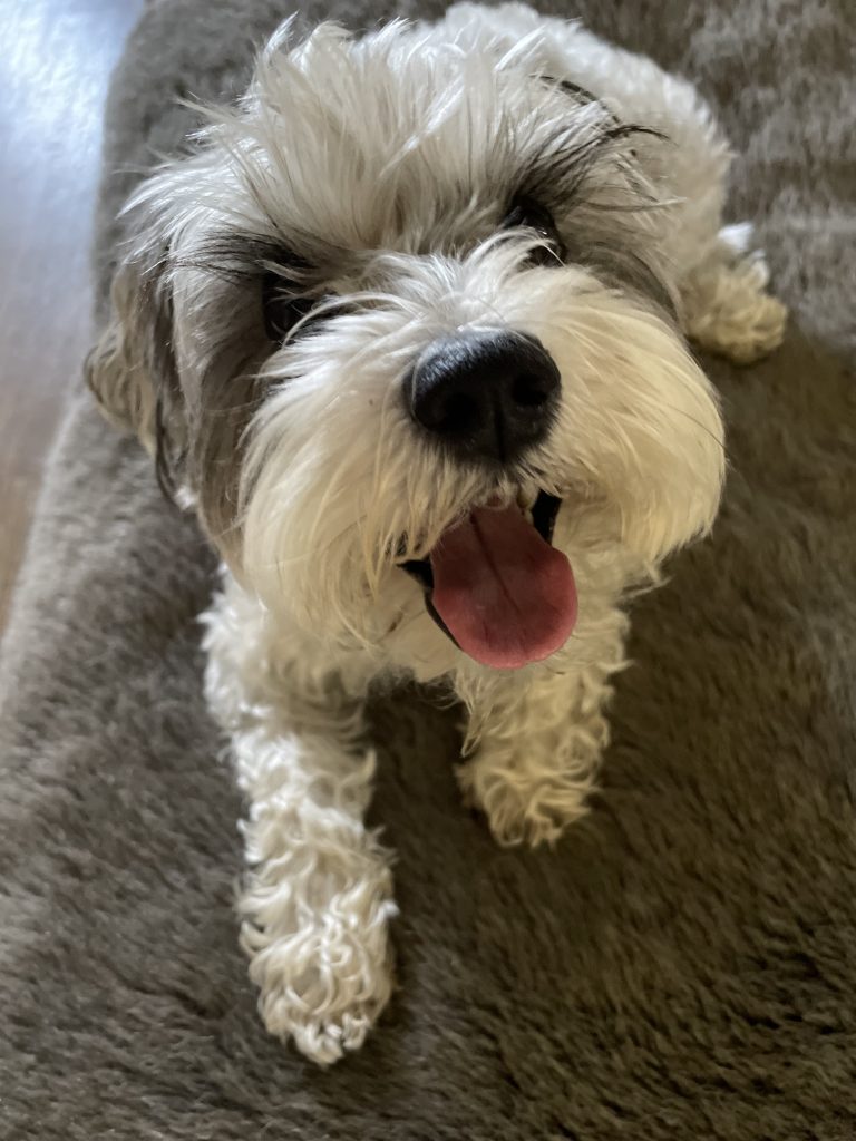 Schnauzer with tongue sticking out.