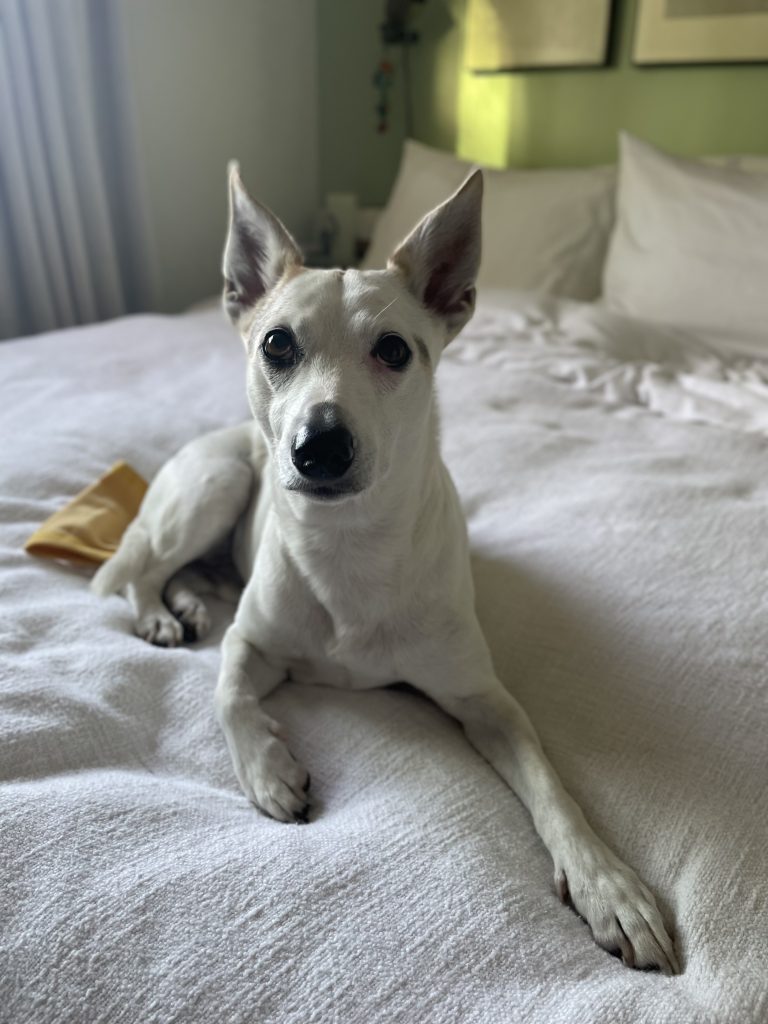 Small white dog laying on a white bed